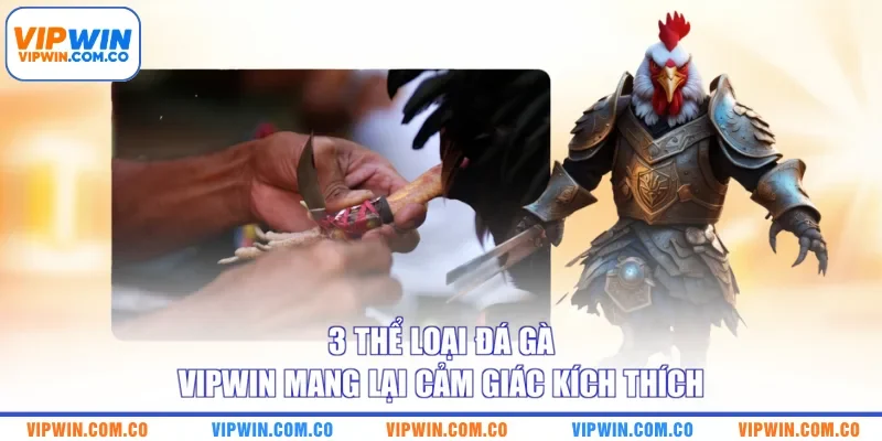 3 thể loại đá gà VIPWIN mang lại cảm giác kích thích