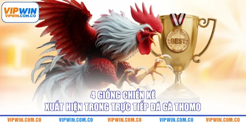 4 Giống Chiến Kê Xuất Hiện Trong Trực Tiếp Đá Gà Thomo