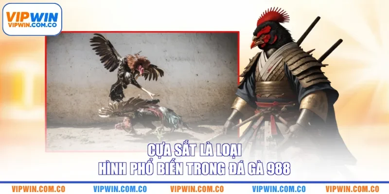 Cựa sắt là loại hình phổ biến trong đá gà 988