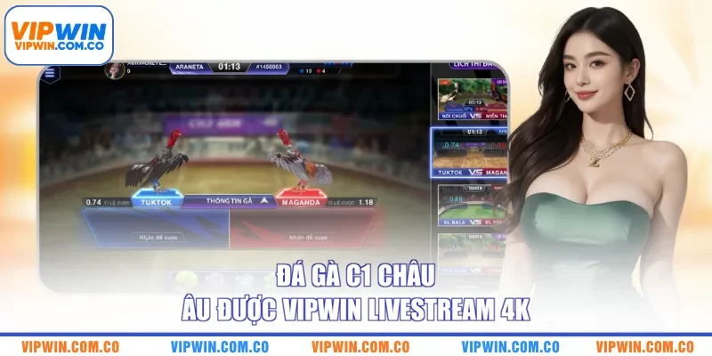 Đá gà C1 Châu Âu được VIPWIN livestream 4K