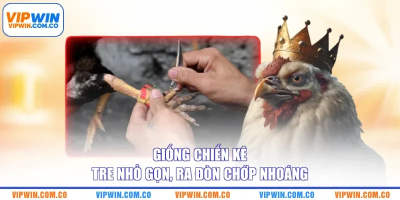 Giống chiến kê tre nhỏ gọn, ra đòn chớp nhoáng