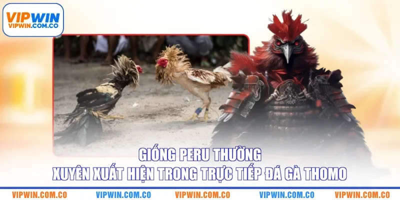 Giống Peru thường xuyên xuất hiện trong trực tiếp đá gà Thomo