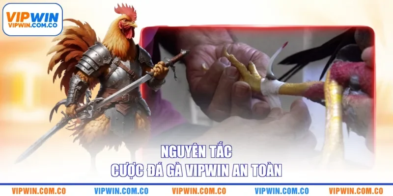 Nguyên tắc cược đá gà VIPWIN an toàn