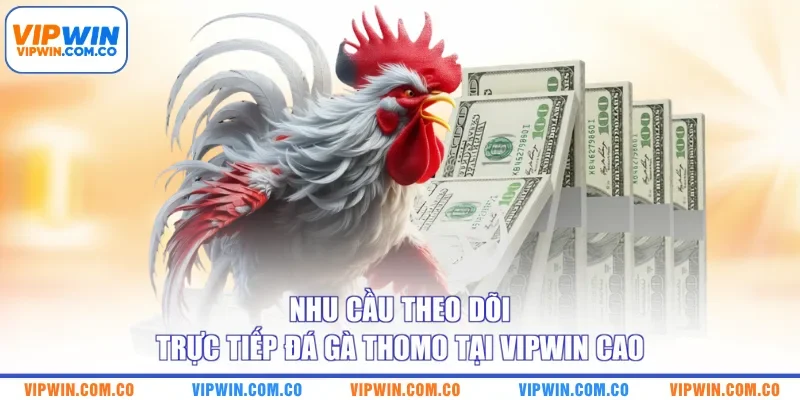 Nhu cầu theo dõi trực tiếp đá gà Thomo tại VIPWIN cao